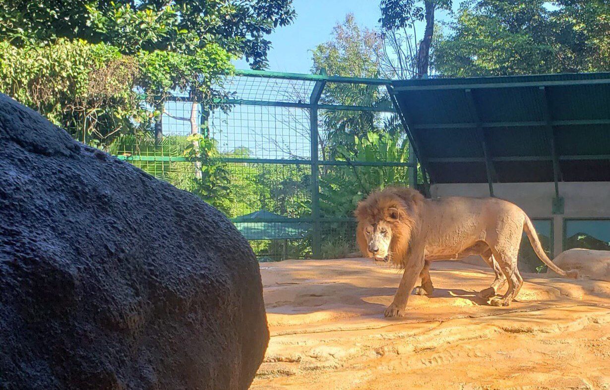 Zoologico - Mayaguez - leon - animal - Foto suministrada - junio 26 2020